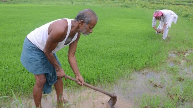 CAG examined the crop insurance schemes -- NAIS, MNAIS and Weather Based Crop Insurance Scheme (WBCIS). (Chandan Paul/HT File Photo) CAG examined the crop insurance schemes -- NAIS, MNAIS and Weather Based Crop Insurance Scheme (WBCIS). (Chandan Paul/HT File Photo)