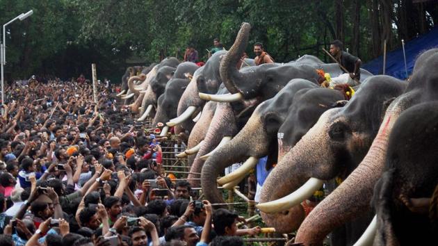 People feed elephants at the Vadakkunnathan Temple in celebration of the commencement of the Malayalam month of Karkkidakam. (PTI) People feed elephants at the Vadakkunnathan Temple in celebration of the commencement of the Malayalam month of Karkkidakam. (PTI)