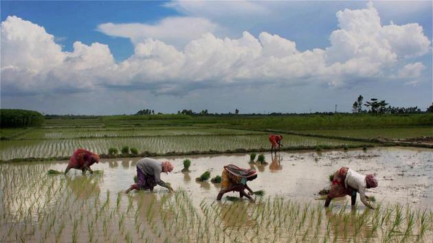 Woman labourers plant paddy saplings in a field during monsoon season in Balurghat in South Dinajpur, West Bengal. (PTI) Woman labourers plant paddy saplings in a field during monsoon season in Balurghat in South Dinajpur, West Bengal. (PTI)