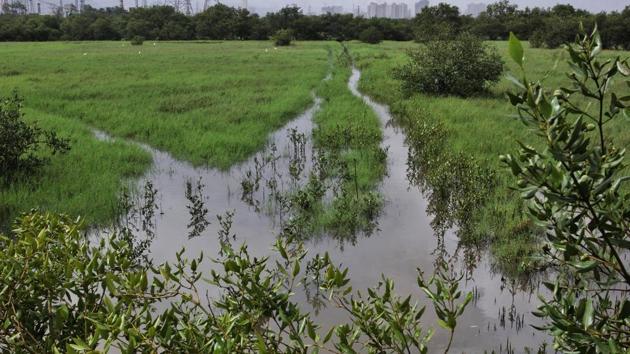At Bhandup, the saplings were planted on a 20-hectare degraded mangrove patch (Praful Gangurde) At Bhandup, the saplings were planted on a 20-hectare degraded mangrove patch (Praful Gangurde)