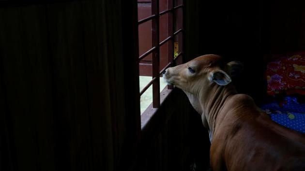 According to Ahirwar’s complaint, Mohan allegedly attacked the cow with a sharp edged weapon while trying to chase it away because of which the animal was injured and later succumbed. (REUTERS) According to Ahirwar’s complaint, Mohan allegedly attacked the cow with a sharp edged weapon while trying to chase it away because of which the animal was injured and later succumbed. (REUTERS)