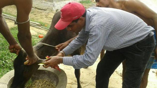 A government official punches the tag number on a cow in Ranchi. Scientists have proposed research on GPS and sensor tagging of cows for better management of cow farms and curb theft.(HT FIle Photo)