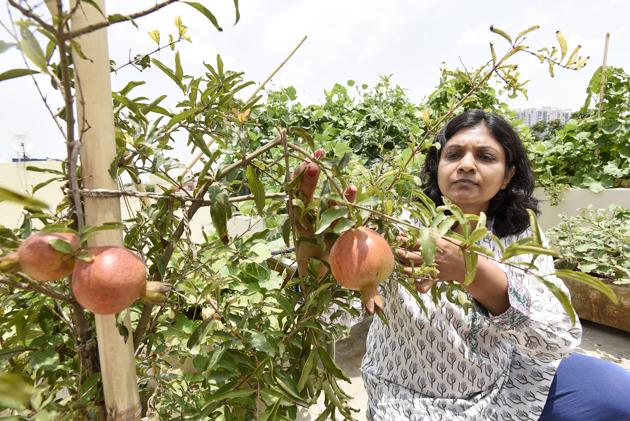 Growing awareness on harmful chemical residue in fruits and vegetables prompted Gurgaon women to turn to kitchen gardening. (Sanjeev Verma/HT PHOTO) Growing awareness on harmful chemical residue in fruits and vegetables prompted Gurgaon women to turn to kitchen gardening. (Sanjeev Verma/HT PHOTO)