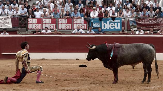 Spanish matador Juan Del Alamo (L) stands in front of a La Quinta bull at Plumacon arena in Mont-de-Marsan, southwestern France, during the festival of La Madeleine. (IROZ GAIZKA / AFP) Spanish matador Juan Del Alamo (L) stands in front of a La Quinta bull at Plumacon arena in Mont-de-Marsan, southwestern France, during the festival of La Madeleine. (IROZ GAIZKA / AFP)