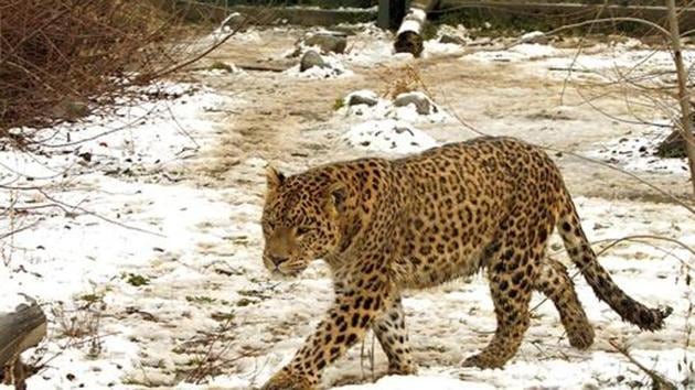 Officials from the forest department installed 15 camera traps at Moracha Pada, near the helipad at Aarey, close to Film City, Goregaon (East), where Saturday’s attack had taken place. (Photo for representation) Officials from the forest department installed 15 camera traps at Moracha Pada, near the helipad at Aarey, close to Film City, Goregaon (East), where Saturday’s attack had taken place. (Photo for representation)