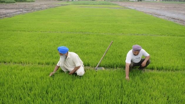 Farmers busy in fields at Ramgarh village in Patiala. (HT File Photo) Farmers busy in fields at Ramgarh village in Patiala. (HT File Photo)
