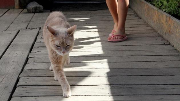 Stubbs, the honorary mayor of Talkeetna, walks out of a bar and grill. Stubbs was found dead by his owners at the age of 20. (AP File Photo)