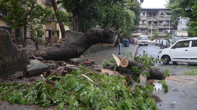 Between June 1 and July 24, the civic body has received 1,404 tree-fall complaints as against the 1,700 such complaints it had received from June to September in 2016.