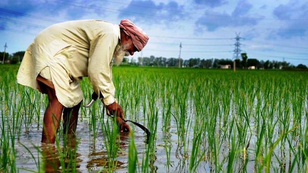 Punjab’s farming sector outlay this fiscal is Rs 10,581 crore, 9% of the total budget of Rs 1.18 lakh crore for the state. (HT File Photo) Punjab’s farming sector outlay this fiscal is Rs 10,581 crore, 9% of the total budget of Rs 1.18 lakh crore for the state. (HT File Photo)