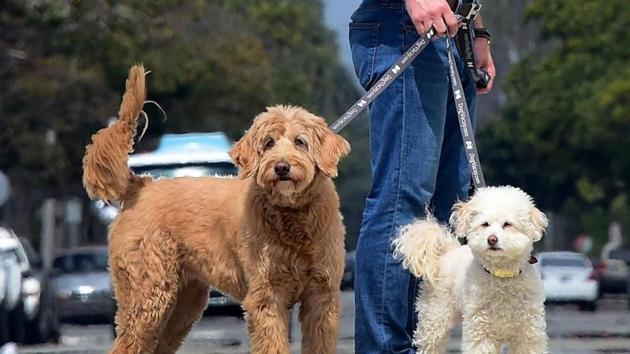 Humans and dogs both need to indulge in certain activity for their physical and mental stimulation.(AFP)