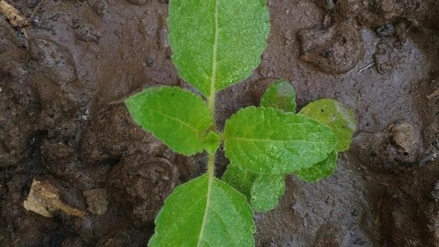 A resolution to popularise tulsi was taken at the national executive meeting of the Muslim wing of the RSS. (Shutterstock) A resolution to popularise tulsi was taken at the national executive meeting of the Muslim wing of the RSS. (Shutterstock)