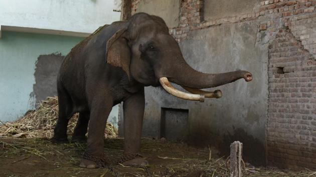 Hira, one of the seven domestic elephants in the capital, tied with a chain at his owner's house in Wazirabad. Delhi could soon lose all its seven elephants with the state forest department planning to shift them to a sanctuary outside the national capital.(Saumya Khandelwal/HT Photo)