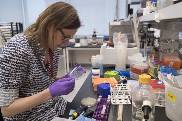 Post doctoral fellow Leslie Mitchell works at her bench at a New York University lab in the Alexandria Center for Life Sciences in New York, where researchers are attempting to create completely man-made, custom-built DNA. (AP Photo) Post doctoral fellow Leslie Mitchell works at her bench at a New York University lab in the Alexandria Center for Life Sciences in New York, where researchers are attempting to create completely man-made, custom-built DNA. (AP Photo)