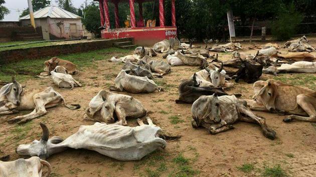 Some of the cows at the shelter in Rajasthan's Jalore. (HT Photo)