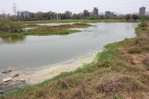 Apart from being home to several species of plants and animals, wetlands act as a carbon sink by absorbing carbon dioxide from the atmosphere and cleaning the air you breathe.(Hindustan Times)