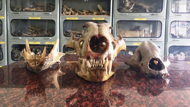 Since 2015, IVRI has preserved skeletons of animals including horse, lion and crocodile. Since 2015, IVRI has preserved skeletons of animals including horse, lion and crocodile.