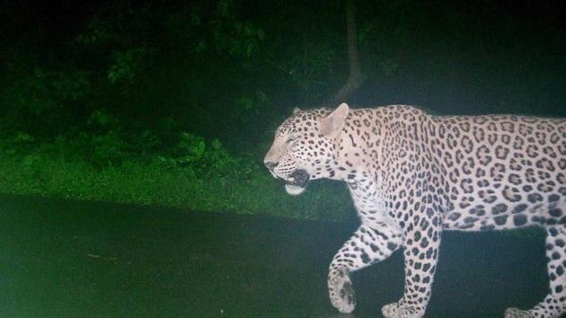 The leopard’s picture, captured by a trap camera at Aarey. The leopard’s picture, captured by a trap camera at Aarey.
