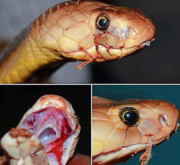 Three cobras rescued from snake charmers with mouths stitched, fangs uprooted. (Avinash Visvanathan) Three cobras rescued from snake charmers with mouths stitched, fangs uprooted. (Avinash Visvanathan)