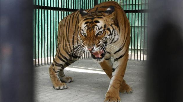 Uttarakhand has the country’s second highest tiger population after Karnataka, according to the 2014 tiger census. (Virendra Singh Gosain / HT Photo) Uttarakhand has the country’s second highest tiger population after Karnataka, according to the 2014 tiger census. (Virendra Singh Gosain / HT Photo)