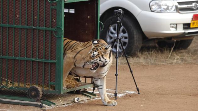 But on the other hand, tiger deaths have also steadily gone up in India in recent years. In 2015 National Tiger Conservation Authority (NTCA) and Ministry of Environment, Forest and Climate Change officials reported 80 tiger deaths, and 78 in the previous year. 
