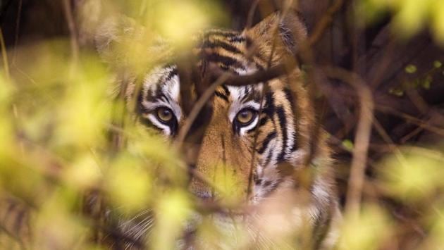 India is home to nearly 60% of the world’s 3890 tigers in the wild, but threats to the species owing to increasing habitat loss and demand for their skins, bones and other derivatives in China and other parts of Asia for ornamental and traditional medicine purposes puts the tiger at extreme risk of extinction. (Gurinder Osan / HT Photo) 