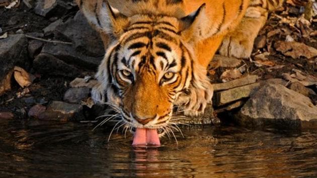 A file photo of a tiger drinking from a water hole in Ranthambhore. The tiger reserve has the best tourism practices and regular monthly meetings of an empowered committee that reports back to the chief minister. (Aditya Singh) A file photo of a tiger drinking from a water hole in Ranthambhore. The tiger reserve has the best tourism practices and regular monthly meetings of an empowered committee that reports back to the chief minister. (Aditya Singh)