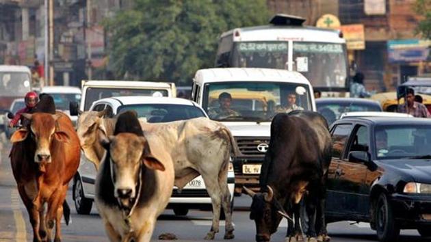 Traffic moves slowly as a group of stray bulls walk on a road in New Delhi. (REUTERS File) Traffic moves slowly as a group of stray bulls walk on a road in New Delhi. (REUTERS File)