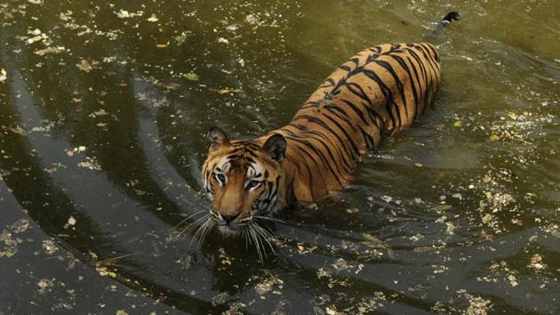 Human- tiger conflict poses a huge challenge to conservation efforts. For a tiger to survive it needs about 25,000 acres of forest land but the shrinking of forest leads to scarcity of prey and the tigers are forced to invade villages and hunt cattle which many local communities depend for their livelihood. (Burhaan Kinu / HT Photo) Human- tiger conflict poses a huge challenge to conservation efforts. For a tiger to survive it needs about 25,000 acres of forest land but the shrinking of forest leads to scarcity of prey and the tigers are forced to invade villages and hunt cattle which many local communities depend for their livelihood. (Burhaan Kinu / HT Photo)