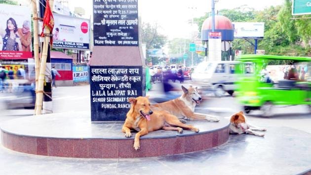 The Delhi high court said that keeping stray dogs would “cause fear and discomfort” to others living or coming there “who are not accustomed to keeping pet dogs”. (HT File Photo) The Delhi high court said that keeping stray dogs would “cause fear and discomfort” to others living or coming there “who are not accustomed to keeping pet dogs”. (HT File Photo)