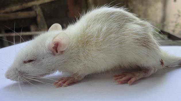 The scientists have developed a model of rat which displays a higher rate of aging.