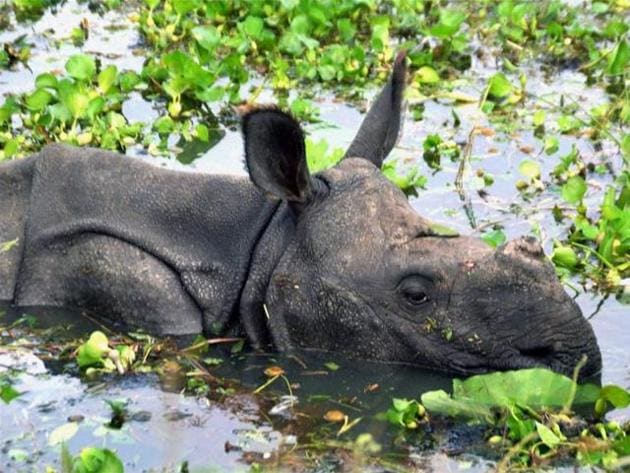 Seven rhinos drowned in the flooding in Kaziranga national park.(.(PTI))