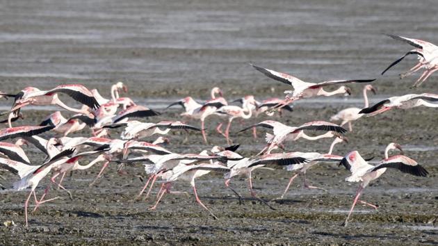 The 10km-long and 3km-wide Mahul-Sewri mudflats are protected and demarcated as an important biodiversity area (IBA) in the city since 2004.(Hindustan Times)
