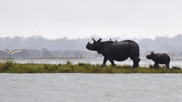 One-horn rhinoceros take shelter at Kaziranga National Park, about 250 km east of Guwahati, on July 10. (AFP File Photo) One-horn rhinoceros take shelter at Kaziranga National Park, about 250 km east of Guwahati, on July 10. (AFP File Photo)