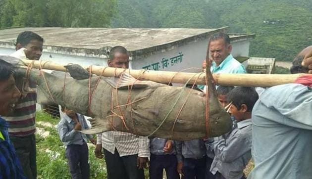 Villagers carry the Devil Catfish. (HT File) Villagers carry the Devil Catfish. (HT File)