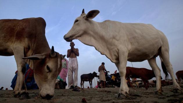 The Chhattisgarh government has announced that it will roll out an ambulance service for cows in ten districts. Perhaps they should invest in better ambulance services for humans as well. (AP) The Chhattisgarh government has announced that it will roll out an ambulance service for cows in ten districts. Perhaps they should invest in better ambulance services for humans as well. (AP)