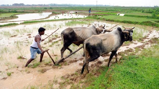 Farmers plough their field for paddy crop at Pundag village in Ranchi.(Diwakar Prasad/ HT File Photo)