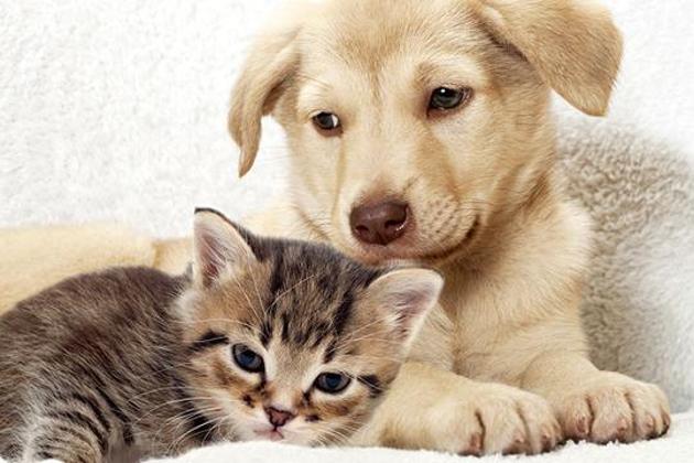A recent appeal made by the Pune municipal corporation (PMC) to pet owners to register their pets for licence or face stringent action, has had several pet owners try out the online link to register their pets. (HT Representative Photo) A recent appeal made by the Pune municipal corporation (PMC) to pet owners to register their pets for licence or face stringent action, has had several pet owners try out the online link to register their pets. (HT Representative Photo)
