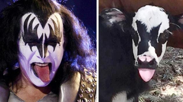 This July 28, 2017, photo at right, provided by Hill Country Visitor in Kerrville, Texas, shows a newborn calf named Genie, with facial marking that resemble Gene Simmons, the bass player for the rock group KISS, shortly after its birth in Kerrville. (AP) This July 28, 2017, photo at right, provided by Hill Country Visitor in Kerrville, Texas, shows a newborn calf named Genie, with facial marking that resemble Gene Simmons, the bass player for the rock group KISS, shortly after its birth in Kerrville. (AP)
