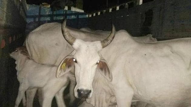 Villagers in Betul thrash four men while they were taking a bath in a river on suspicion of cow smuggling.(HT File Photo) Villagers in Betul thrash four men while they were taking a bath in a river on suspicion of cow smuggling.(HT File Photo)