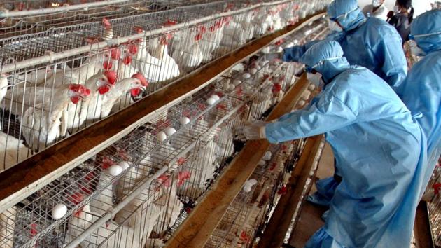 Poultry experts claim the prices are the lowest recorded in the city and country in the last few years.(Representative image)