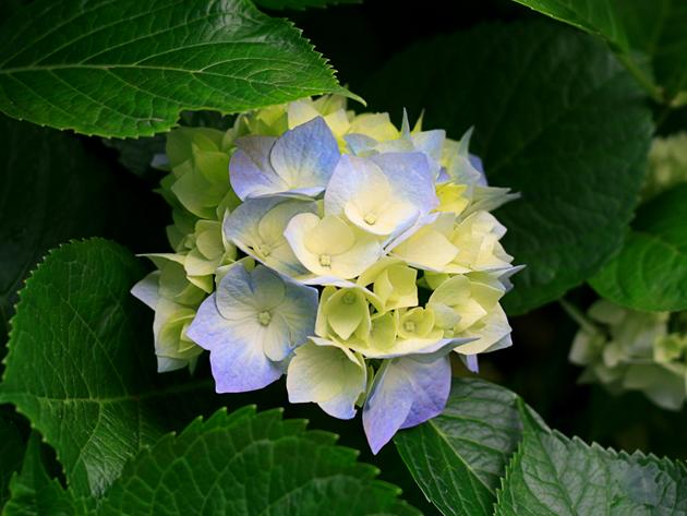 Test (Test)