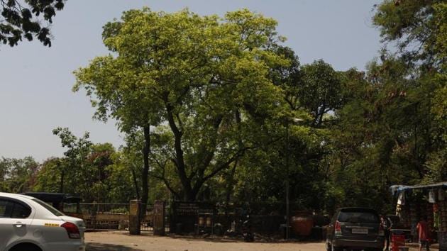 The MMRCL drew flak for cutting trees on a large scale for its Colaba-Bandra-SEEEPZ Metro project, which will link four business hubs in Mumbai, as well as the airport. (HT File) The MMRCL drew flak for cutting trees on a large scale for its Colaba-Bandra-SEEEPZ Metro project, which will link four business hubs in Mumbai, as well as the airport. (HT File)