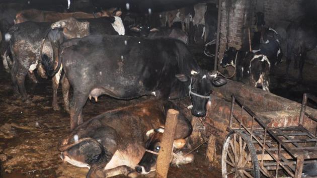 The state’s BJP government hopes to generate good revenue by marketing cow urine. (HT File Photo) The state’s BJP government hopes to generate good revenue by marketing cow urine. (HT File Photo)