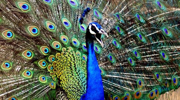A peacock breaks into a dance during monsoon weather at Punjabi University, Patiala. (Bharat Bhushan/HT)