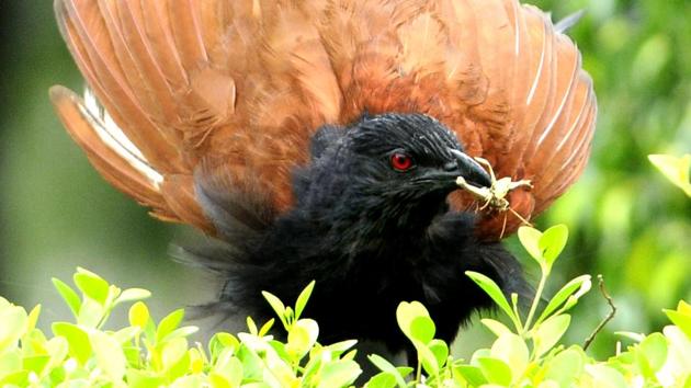A greater coucal with an insect in its beak found in Punjabi University, Patiala (Bharat Bhushan/HT)