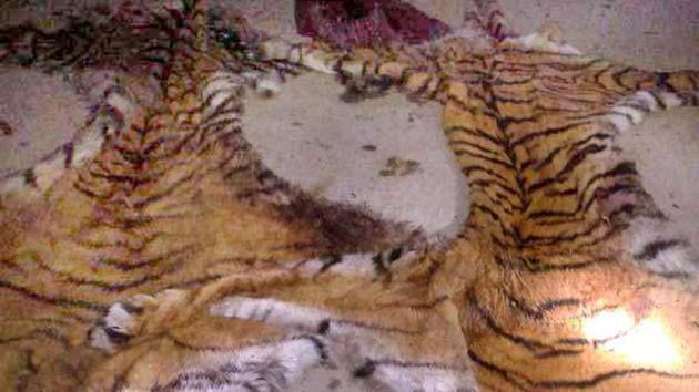 Tiger skins command high prices in the black market due to demand from trophy collectors. (PHOTO FOR REPRESENTATION PURPOSE) Tiger skins command high prices in the black market due to demand from trophy collectors. (PHOTO FOR REPRESENTATION PURPOSE)
