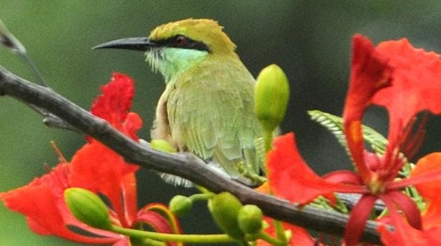 A green bee-eater sitting on a gulmohar tree at Punjabi University, Patiala. (Bharat Bhushan/HT)
