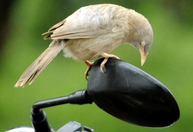 A jungle babbler sitting on a bike mirror at Punjabi University, Patiala. (Bharat Bhushan/HT)
