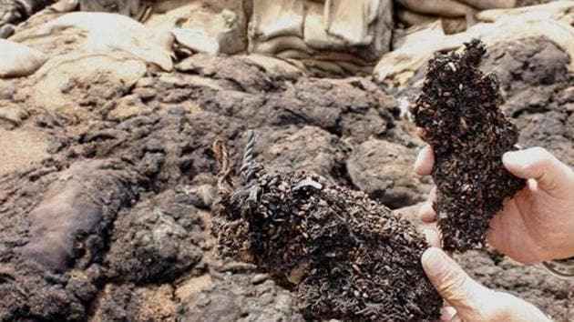 Rotten wheat at a storage facility near Patiala. (HT File Photo) Rotten wheat at a storage facility near Patiala. (HT File Photo)