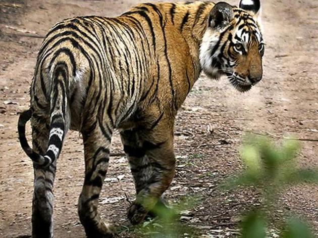 Palamau Tiger Reserve is Jharkhand’s only tiger reserve and the area that will be diverted for the North Koel Reservoir is considered prime tiger habitat.(HT File photo)